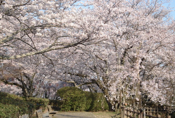西部公园赏樱