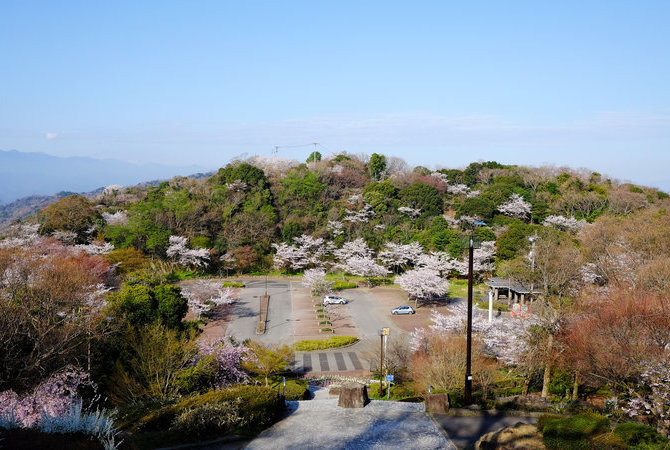 眉山公园赏樱