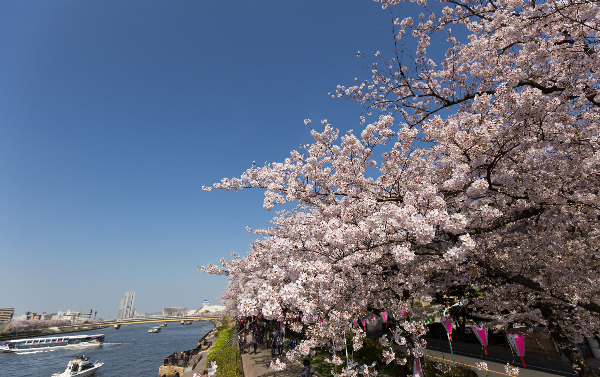 隅田公园樱花祭 目的地 官方 日本国家旅游局 Jnto