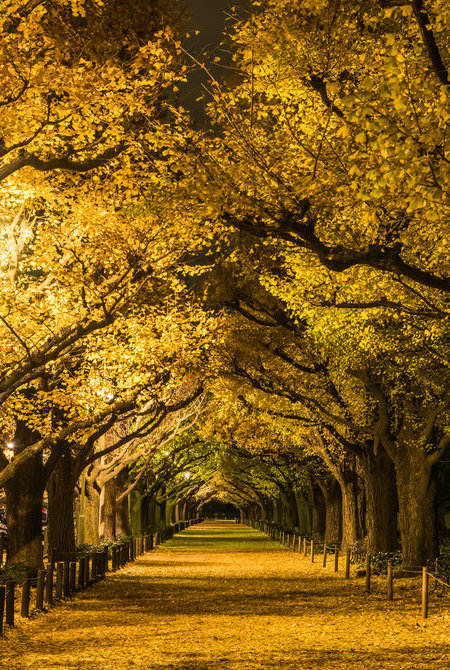 Autumn