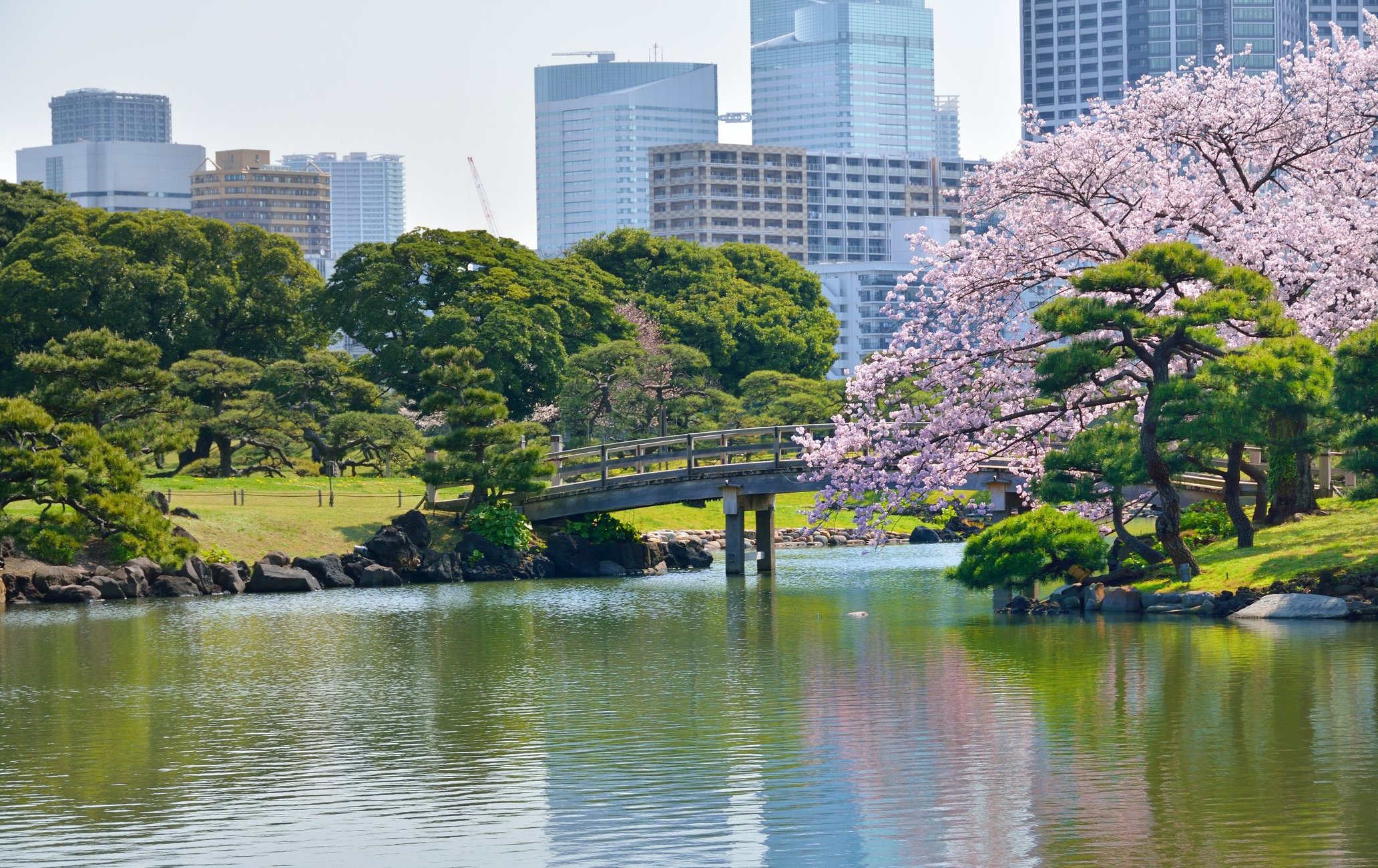 滨离宫恩赐庭园赏樱