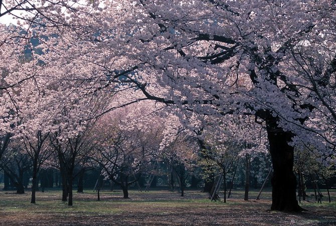 新宿御苑 目的地 官方 日本国家旅游局 Jnto