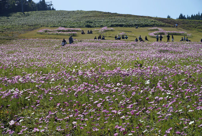 砺波梦之平秋樱观赏