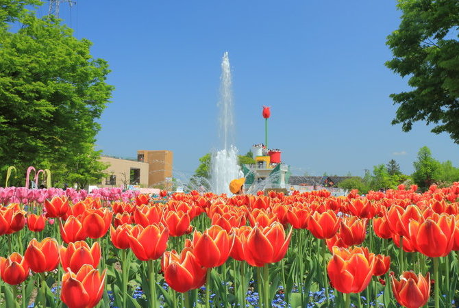 砺波郁金香公园