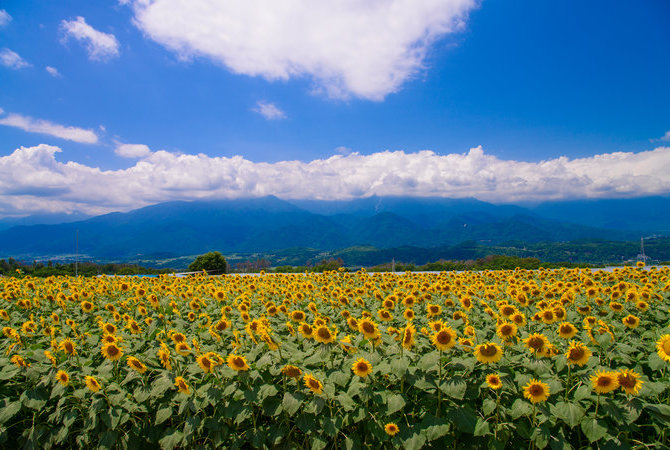 山梨县立花卉中心海蒂村