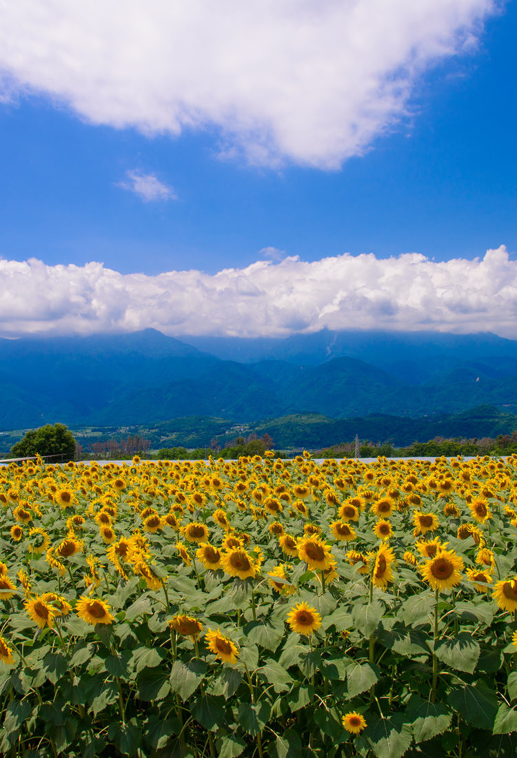 清里与北斗