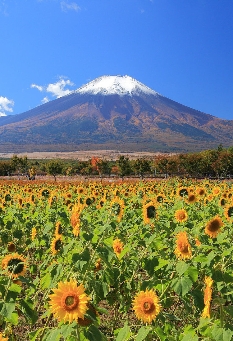 30 个观赏富士山的最佳地点