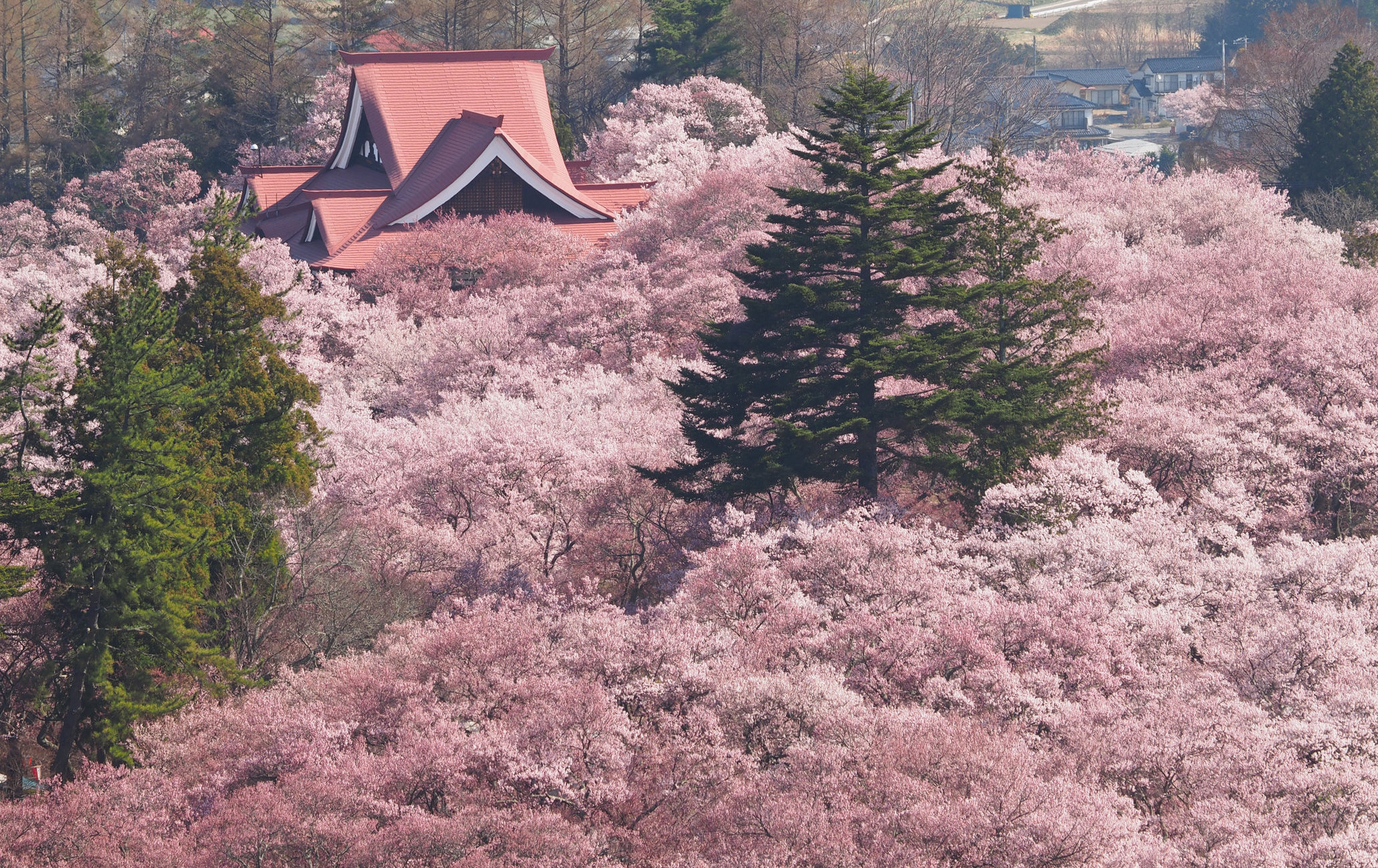 高远城址樱花祭