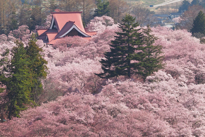 高远城址樱花祭