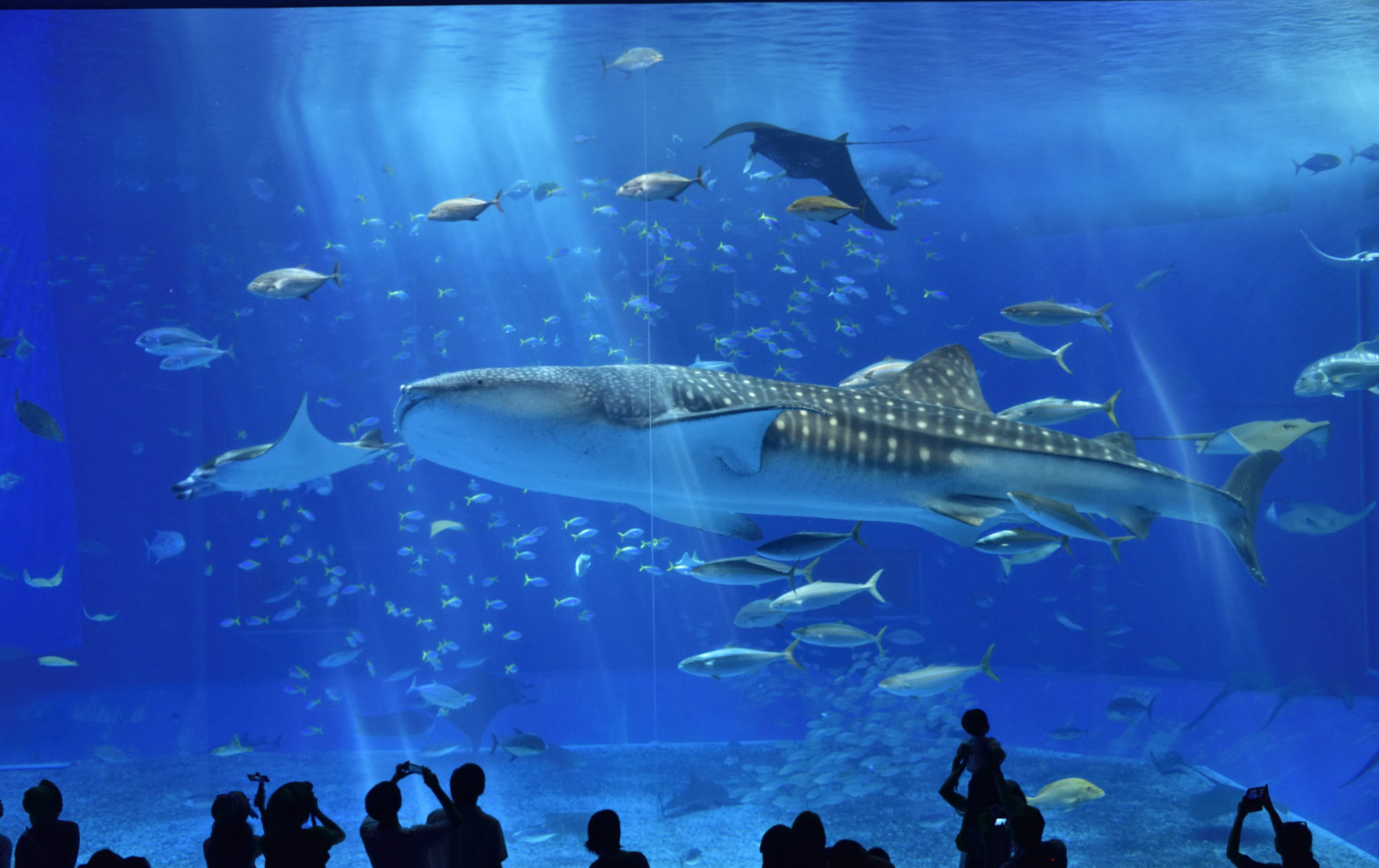 冲绳美丽海水族馆