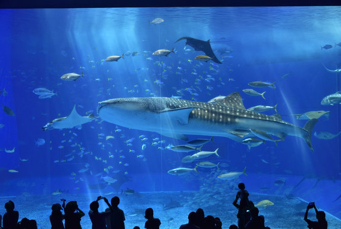 冲绳美丽海水族馆