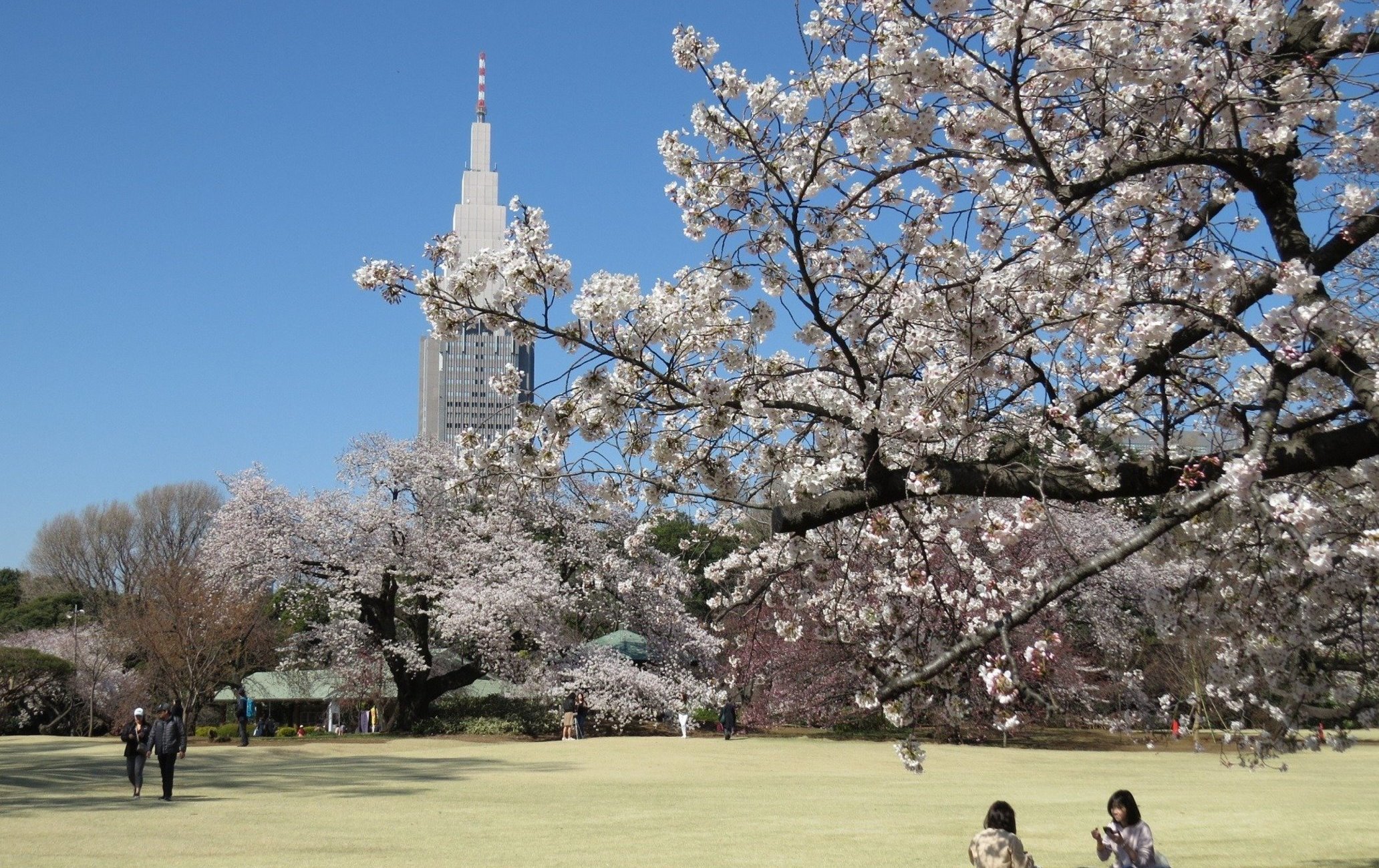 新宿御苑赏樱