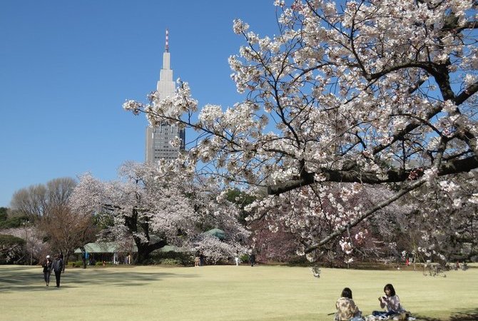 新宿御苑赏樱