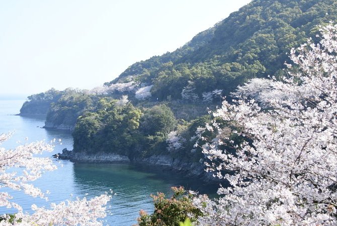汤之儿樱花线