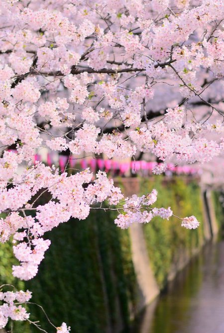 Spring