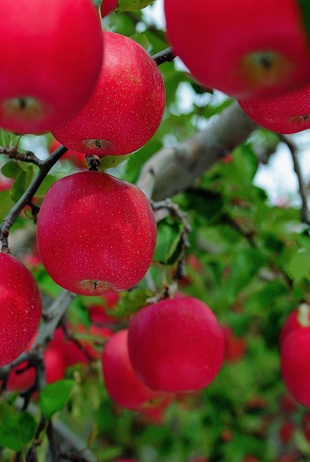 青森苹果