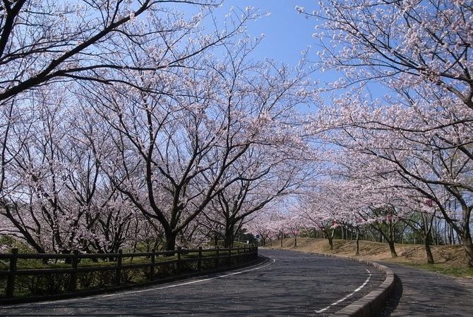 因幡千本樱樱之园赏樱