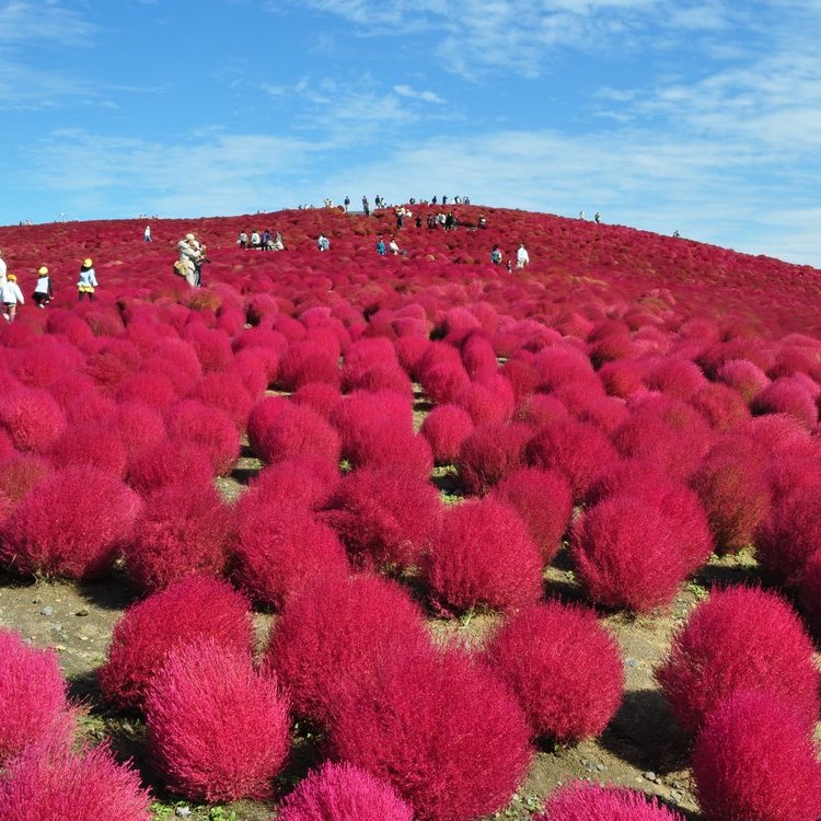 日本的四季花卉