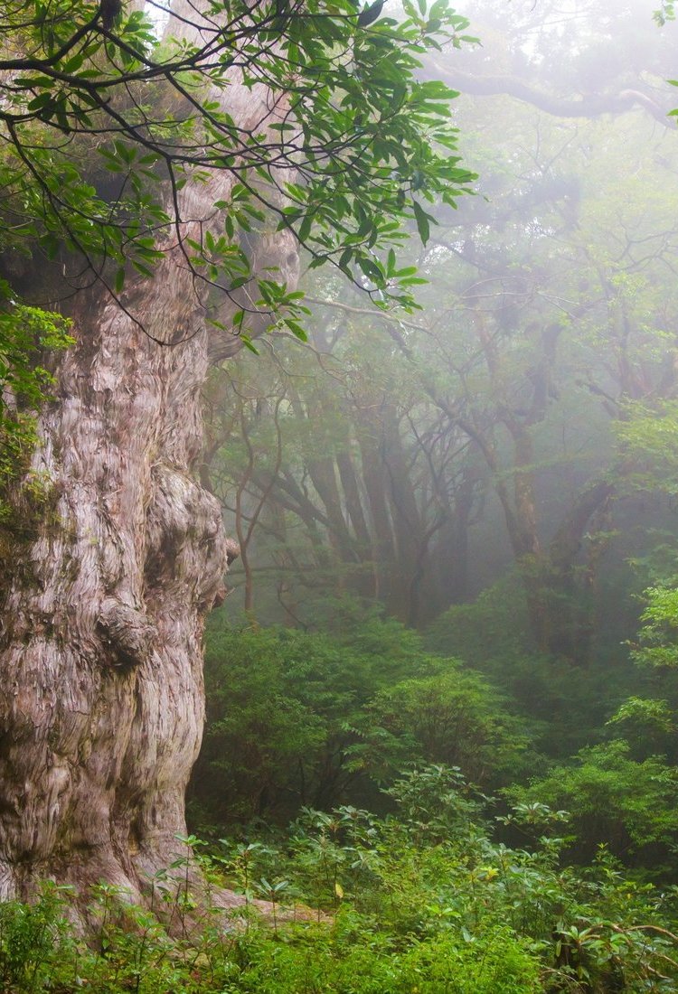 屋久岛