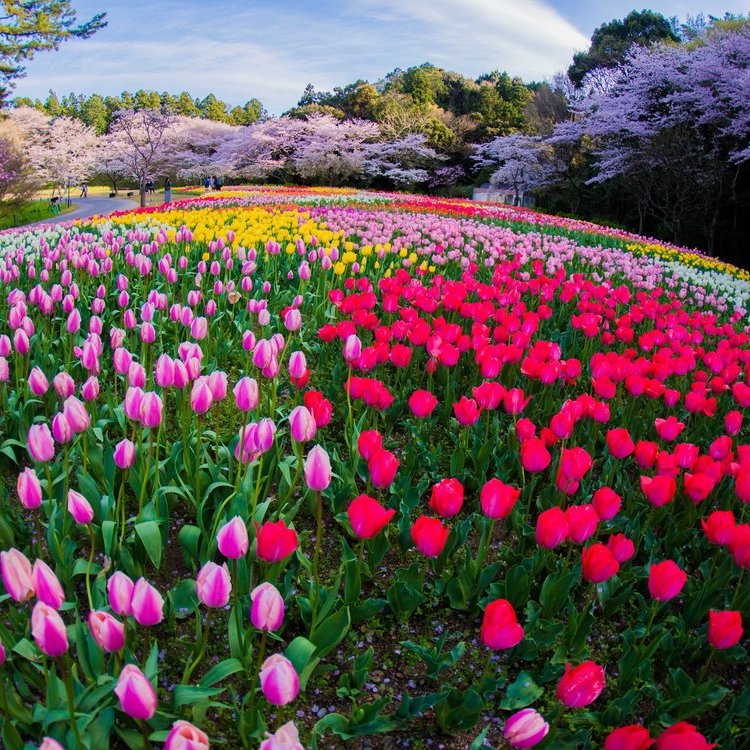在滨松摘花采果
