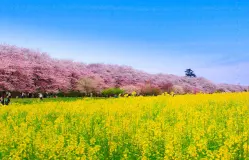 Message for EXPO 2027 Ms. HIRAKU Eiko, Designer of the Forest Floor Planting