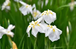 Expo 2027 YOKOHAMA, JAPAN