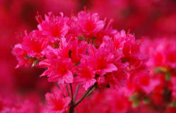 International Horticultural Expo 2027, Yokohama, Japan