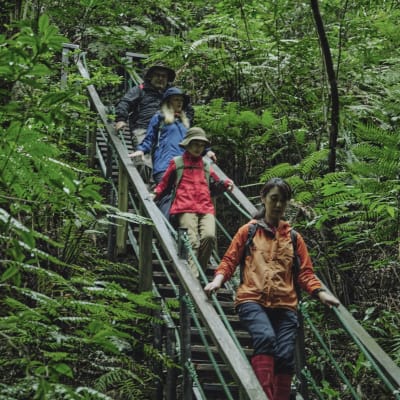 草木繁茂的冲绳植物园：全球生物多样性的展示基地与卫士
