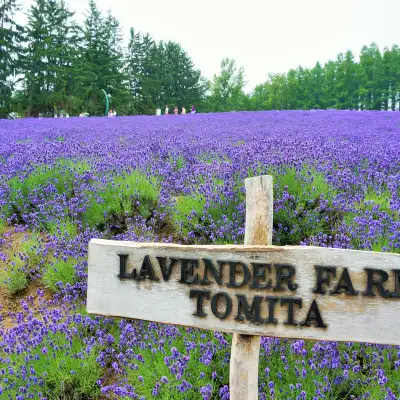 富田农场熏衣草花海