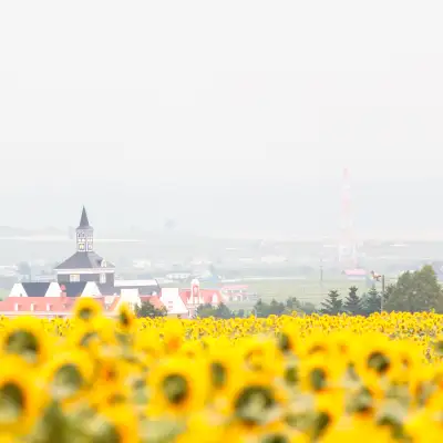 北龙町向日葵之里