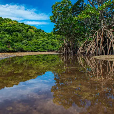 回归大自然探索冲绳壮丽的自然风光　联合国教科文组织在冲绳认定的世界自然遗产期待您来探索。