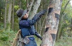 探索日本东北地区的漆艺历史与文化