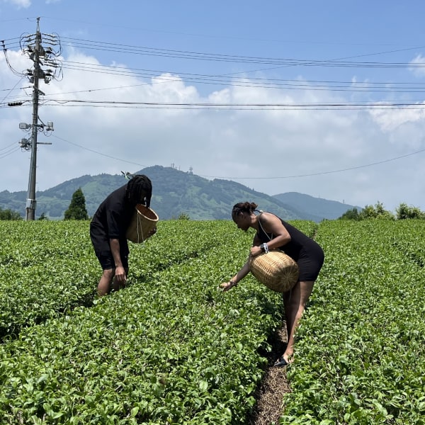 通过采茶活动体验践行SDGs 的“世界农业文化遗产 茶草场农法”并学习日本饮食文化之“食茶文化”