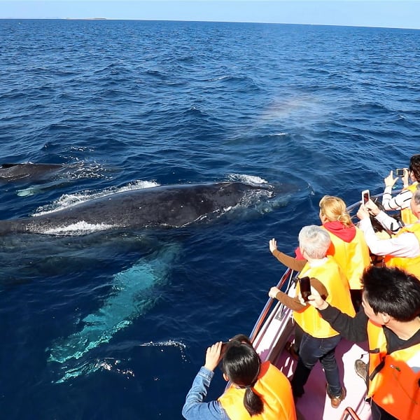 冲绳海域的赏鲸之旅
