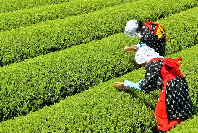 体验在日本绿茶茶农家寄宿　　　　　　　　　　　　　　　　　　　　学习如何冲泡绿茶，支持本地茶农