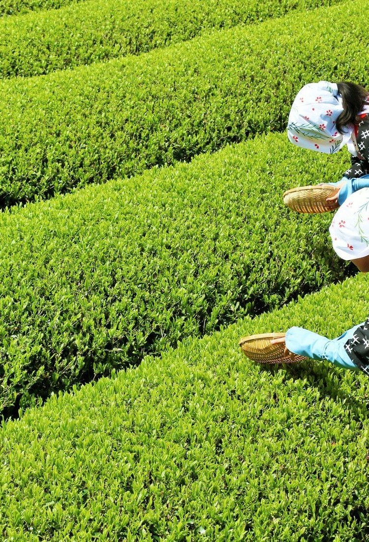 体验在日本绿茶茶农家寄宿 学习如何冲泡绿茶,支持本地茶农