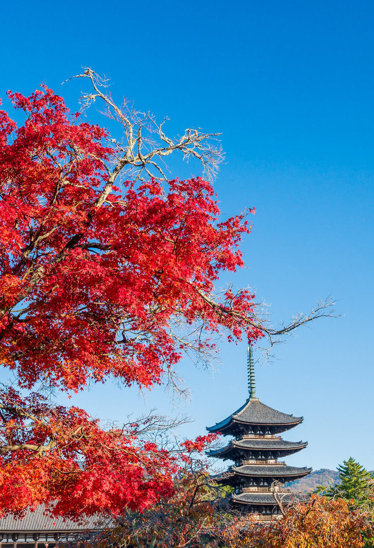 开启虚拟之旅，恣情探索日本古都的秋季美景
