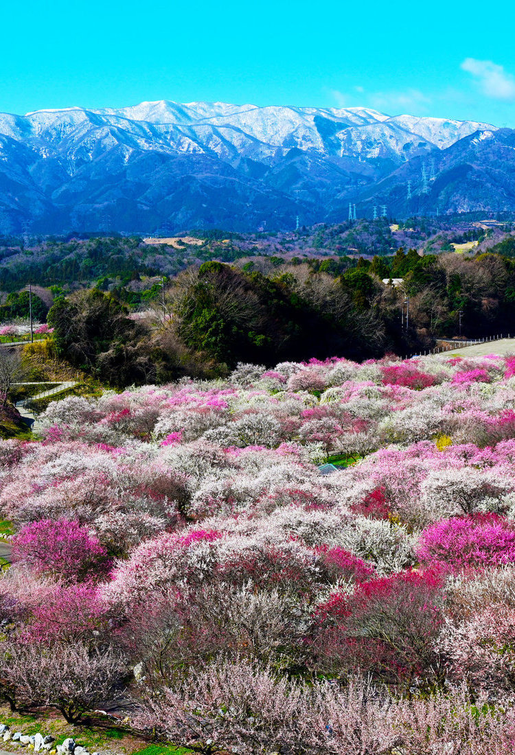 不止是樱花：2024 年日本各地著名花景　　　　　　　　　　　　　　　　　　　　赏花，日本人的文化雅趣