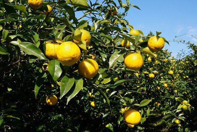 森林铁道变身为日本第一的“柚子之路”：感受高知安艺的日本遗产［特別企划］