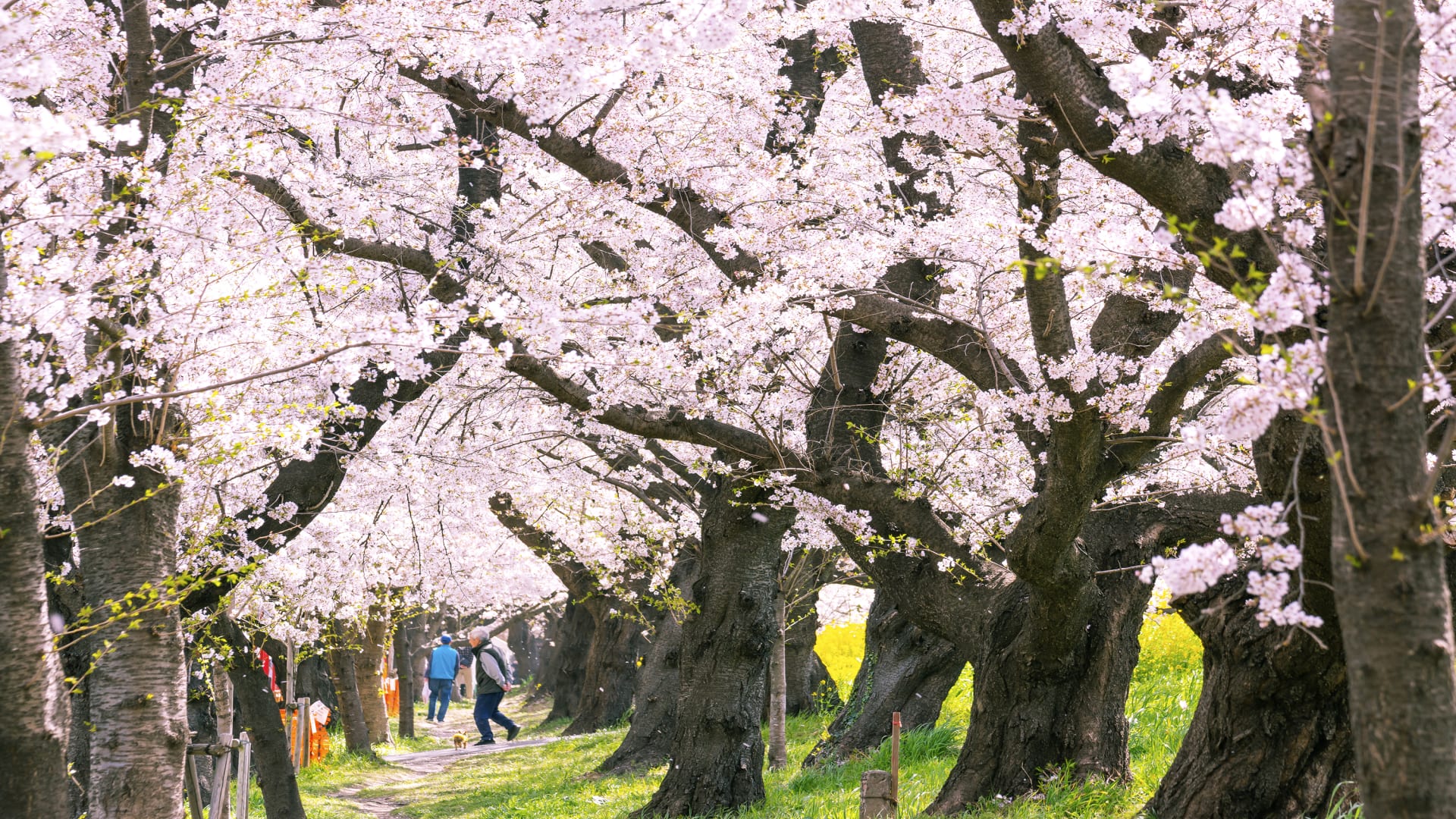 日本之春：2024 年赏樱预测
